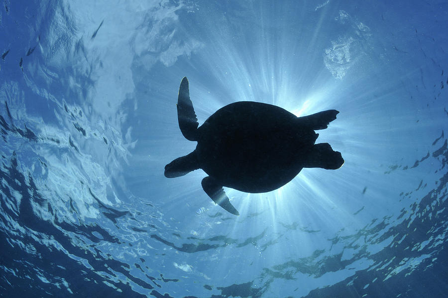 Silhouette of a Green Sea Turtle (Chelonia mydas)  Photograph by Sami Sarkis