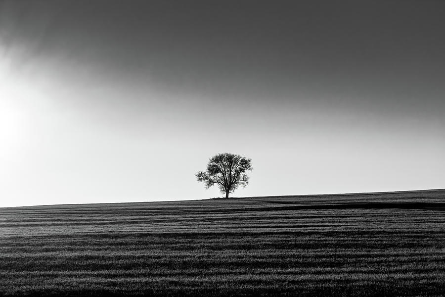 Silhouette of a Lone Tree in Black and White Photograph by Alexios Ntounas
