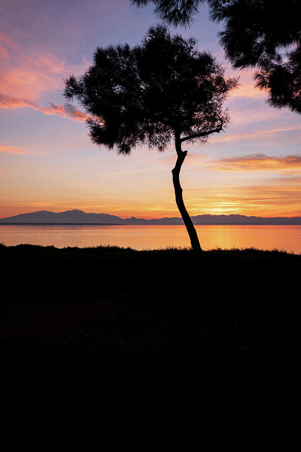 Silhouette of a Lone Tree Overlooking the Sea at Sunset Photograph by Alexios Ntounas