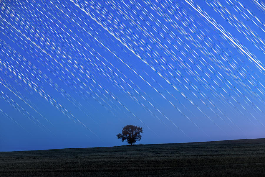 Silhouette of a Lone Tree under Star Trails Photograph by Alexios Ntounas