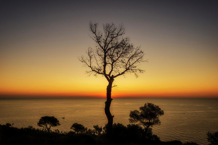 Oropesa Photograph - Silhouette Of A Lonely Tree By The Sea by Vicen Photography Oropesa Photograph - Silhouette Of A Lonely Tree By The Sea by Vicen Photography