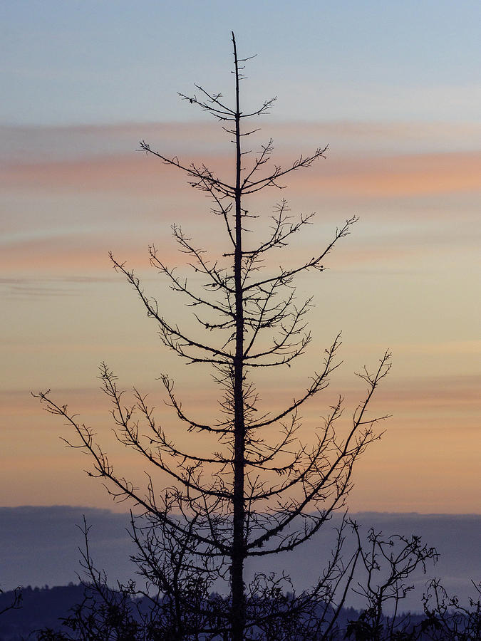 Silhouette of a solitary dead conifer tree at dawn. Photograph by Rob Huntley