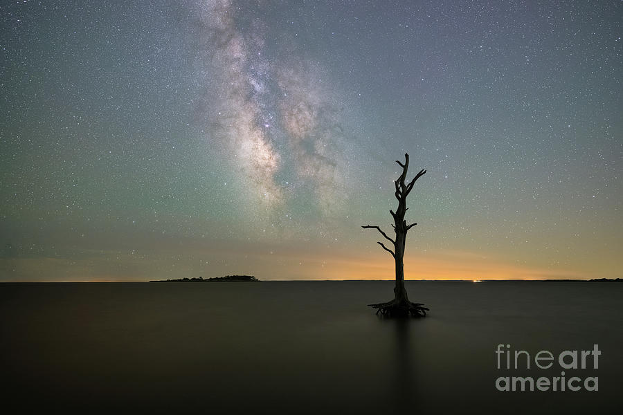 Silhouette Of A Tree Under The Stars Photograph