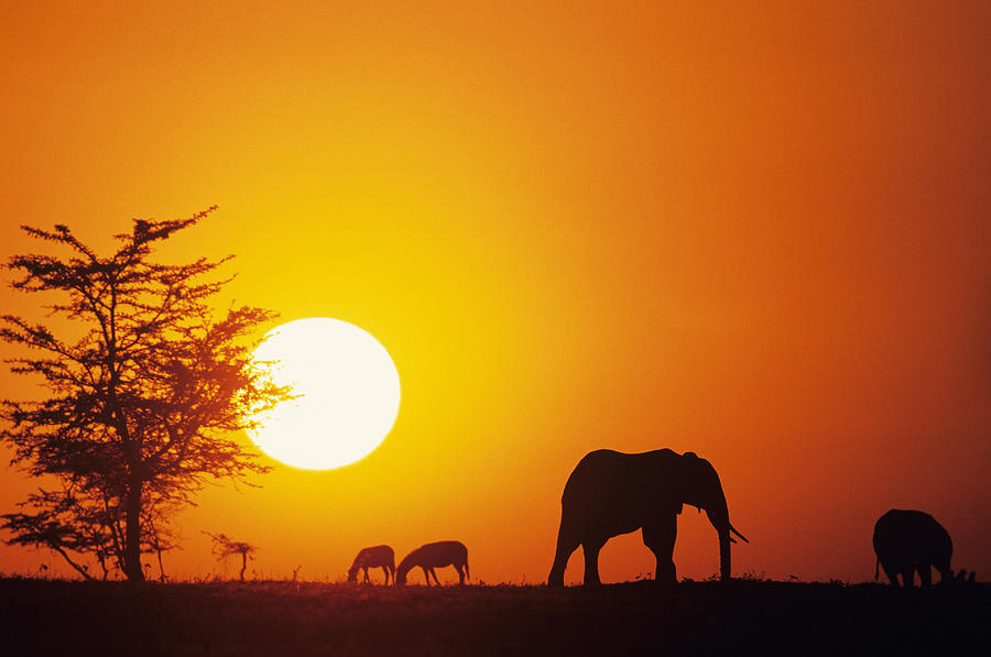 Silhouette of African elephants (Loxodonta africana), Kenya Photograph by Anup Shah
