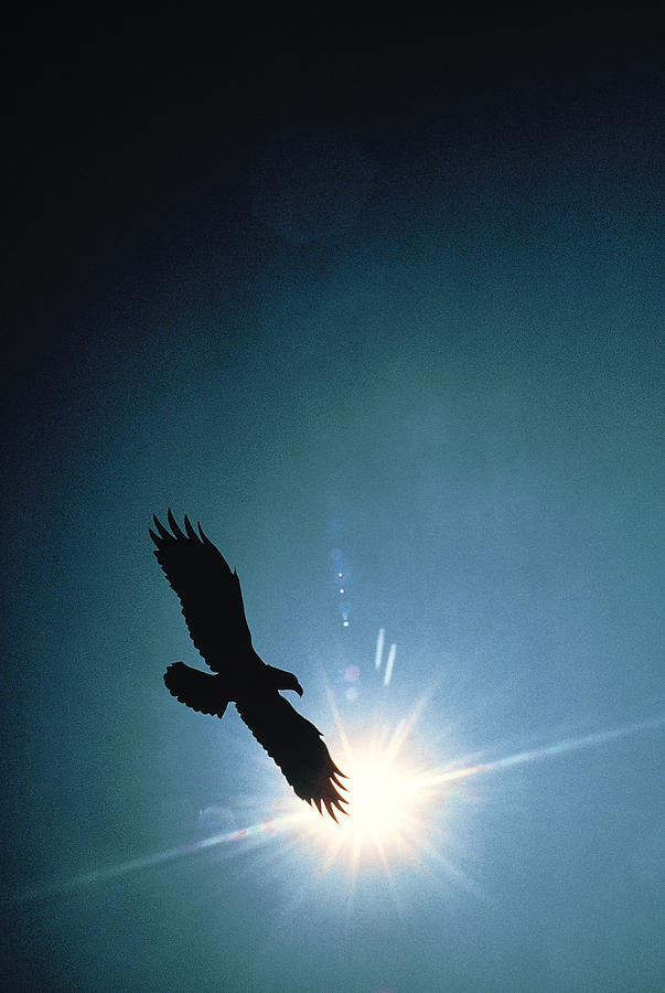 Silhouette of bald eagle flying in sky Photograph by Comstock