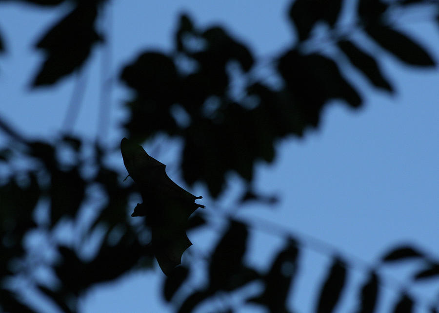 Silhouette of Black Flying Fox in Flight Photograph by Maryse Jansen