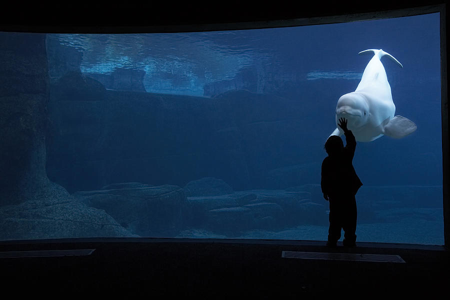 Silhouette of boy touching aquarium glass with Beluga whale, captive Photograph by Noel Hendrickson