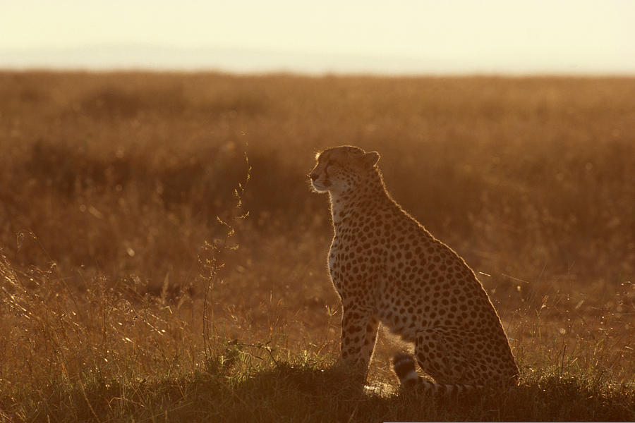 Silhouette of cheetah at dusk , Kenya , Africa Photograph by Comstock Images