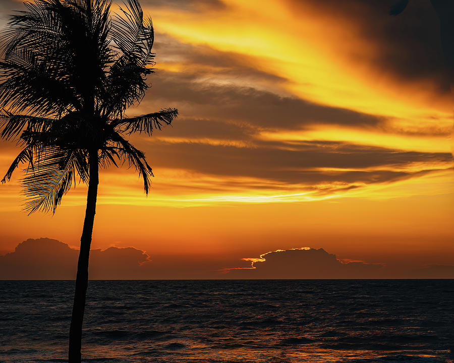 Silhouette Of Coconut Trees By The Beach During Golden Sunset ...