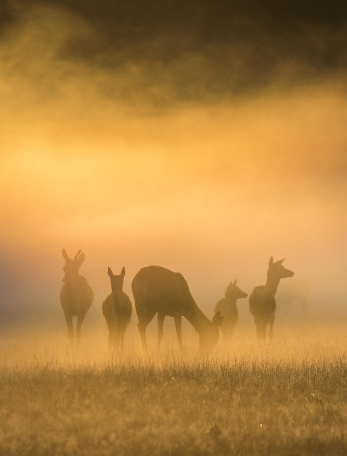 Silhouette of Five Deer, Windsor Great Park, Berkshire, England, UK Photograph by Thegoodly