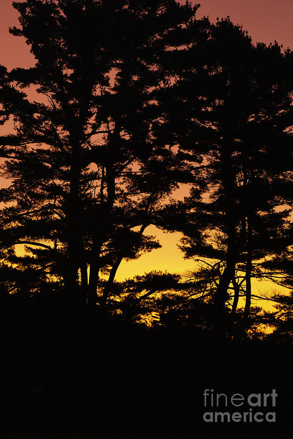 Silhouette of forest  Photograph by Erin Paul Donovan