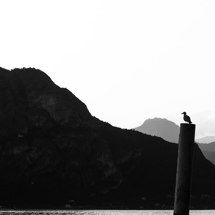 Silhouette of gull on dock post or pole in Bellagio, Lake Como, Italy Photograph by Pak Hong