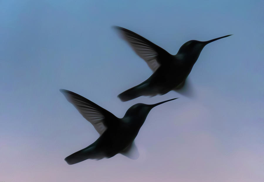 Silhouette of Hummingbirds Photograph by Sandra Js