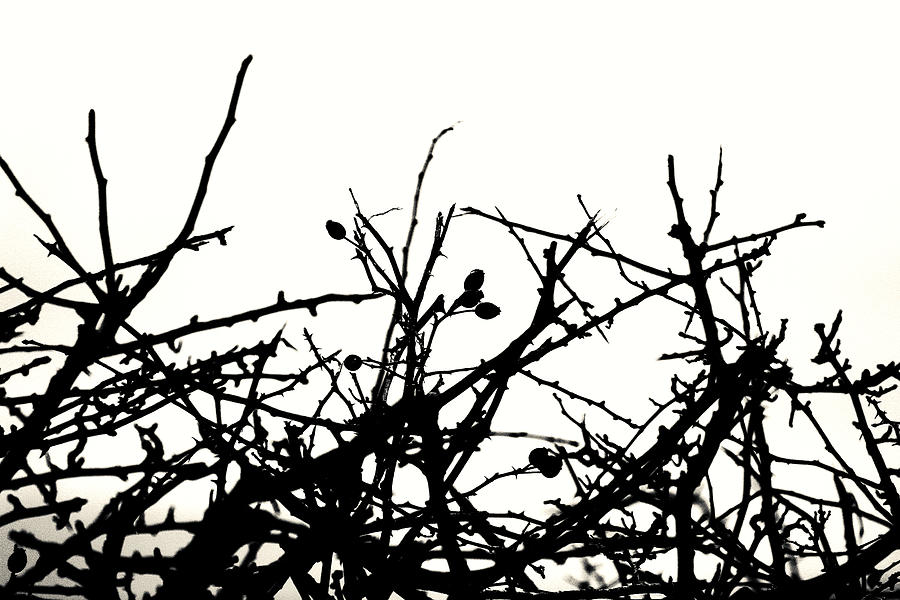 Silhouette Of Leafless Bush Photograph by Gregoria Gregoriou Crowe fine art and creative photography.
