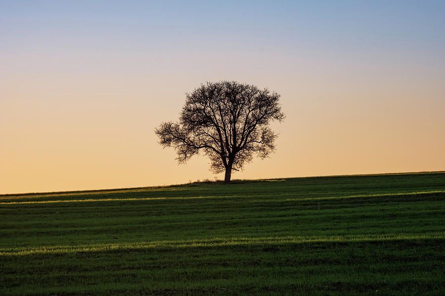 Silhouette Of Lone Leafless Tree At Sunset Photograph
