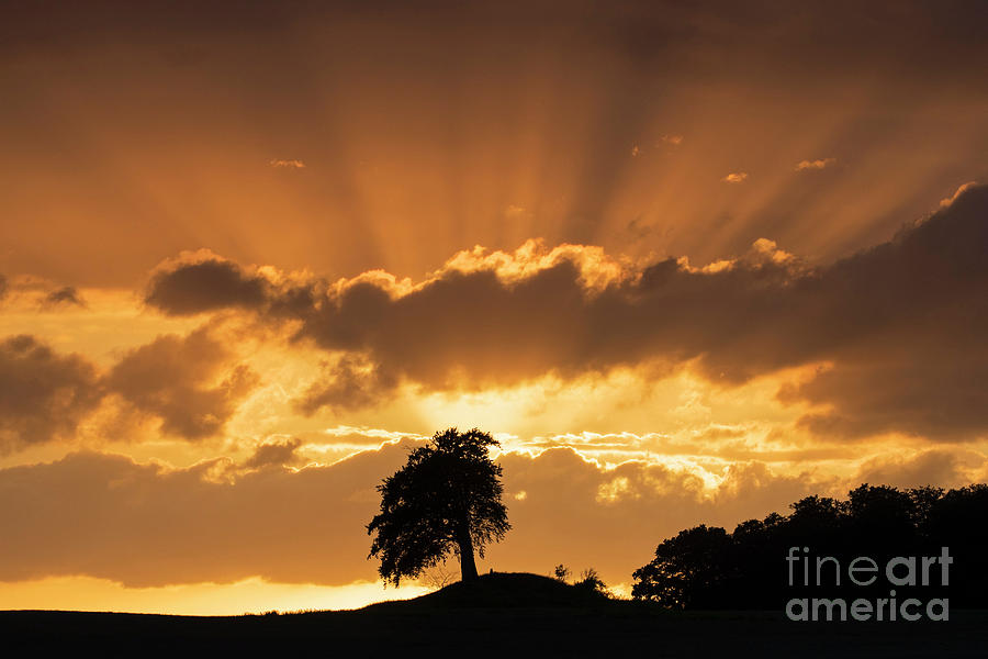 Silhouette of Lone Tree at Sunset Photograph by Arterra Picture Library