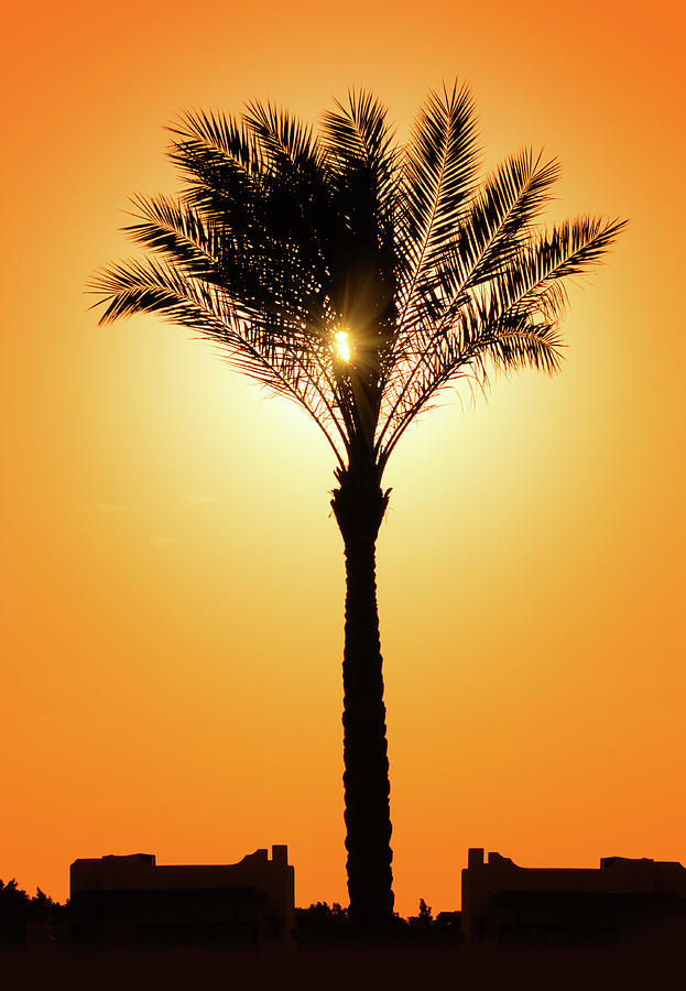 Silhouette Of Palm Tree Against Sun Photograph by Mikhail Kokhanchikov