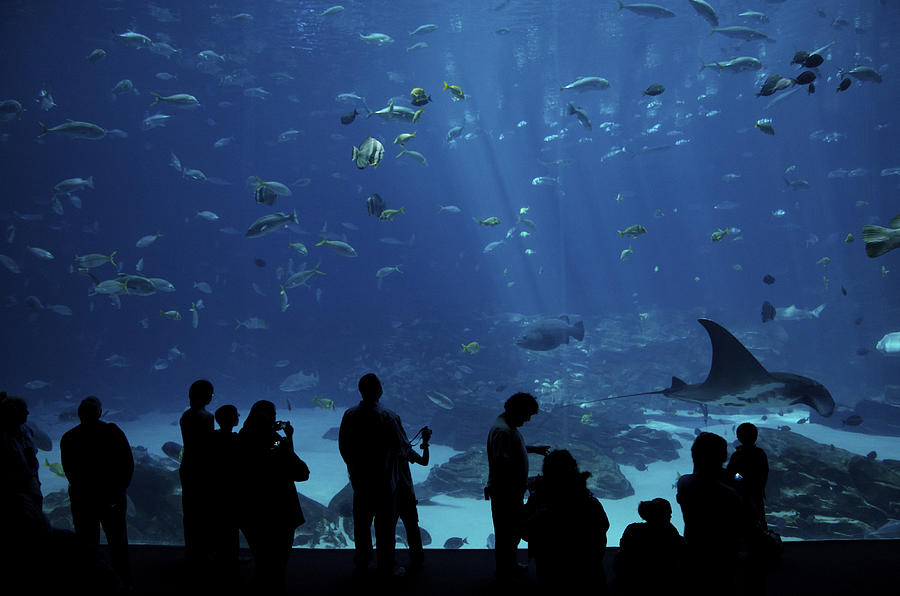 Silhouette of people in front of an aquarium Photograph by Celine Ramoni Lee