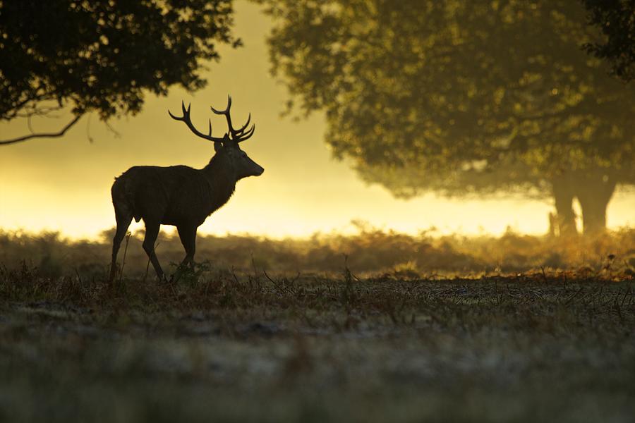 Silhouette of red deer stag at dawn Photograph by David Fettes