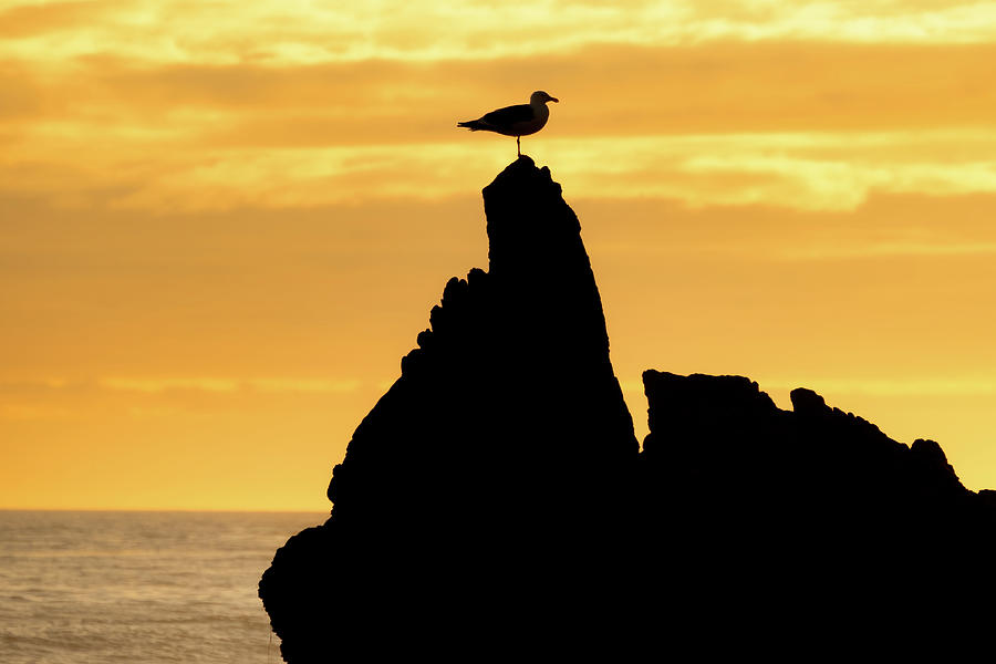 Silhouette of Seagull atop a Rock at Sunset Photograph by Matthew DeGrushe
