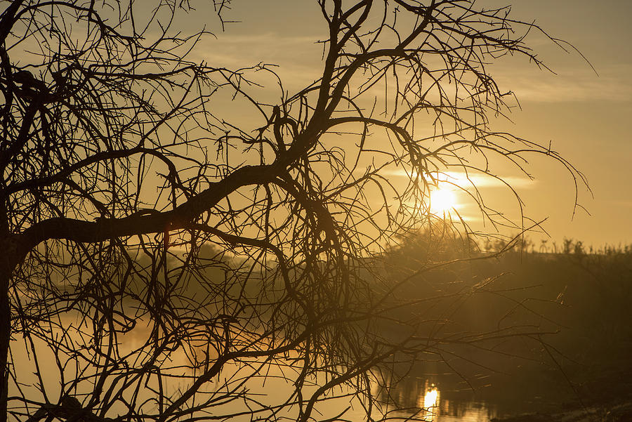Guadiana Photograph - Silhouette Of The Branches Of A Tree By The River At Sunrise by Vicen Photography Guadiana Photograph - Silhouette Of The Branches Of A Tree By The River At Sunrise by Vicen Photography