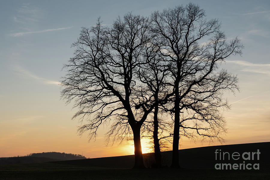 Silhouette of trees at sunset Photograph by Adriana Mueller