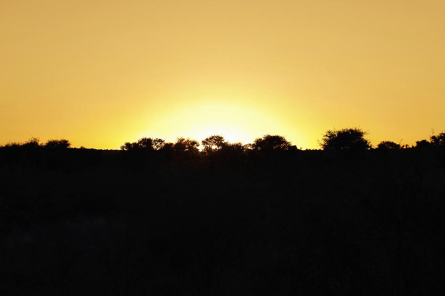 Silhouette of trees at sunset, Kalahari Desert, Botswana Photograph by Glowimages
