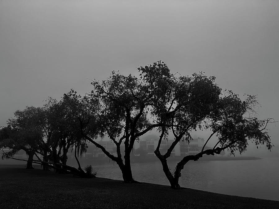 Silhouette of trees in an early morning fog Photograph by Alan Goldberg