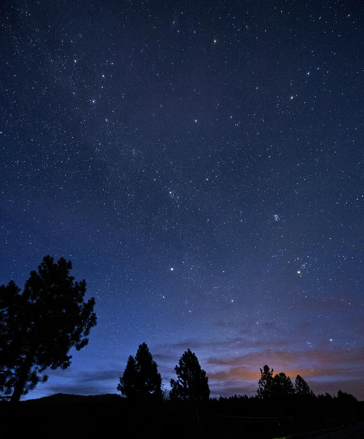 Silhouette of trees under starry night sky Photograph by Pete Saloutos