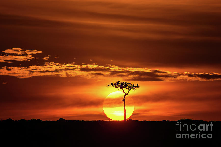 Silhouette of vultures roosting on an acacia tree at sunset in t Photograph by Jane Rix