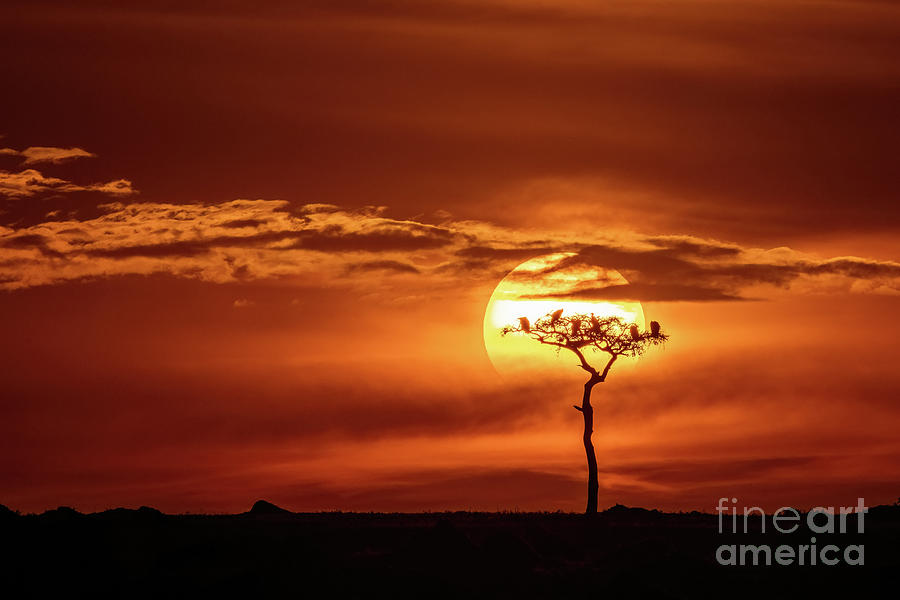 Sunset Photograph - Silhouette of vultures roosting on an acacia tree at sunset in the Masai Mara, Kenya. by Jane Rix