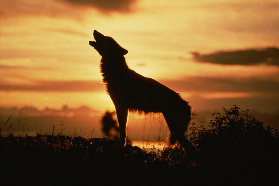 Silhouette of wolf howling at sunset Photograph by Comstock Images