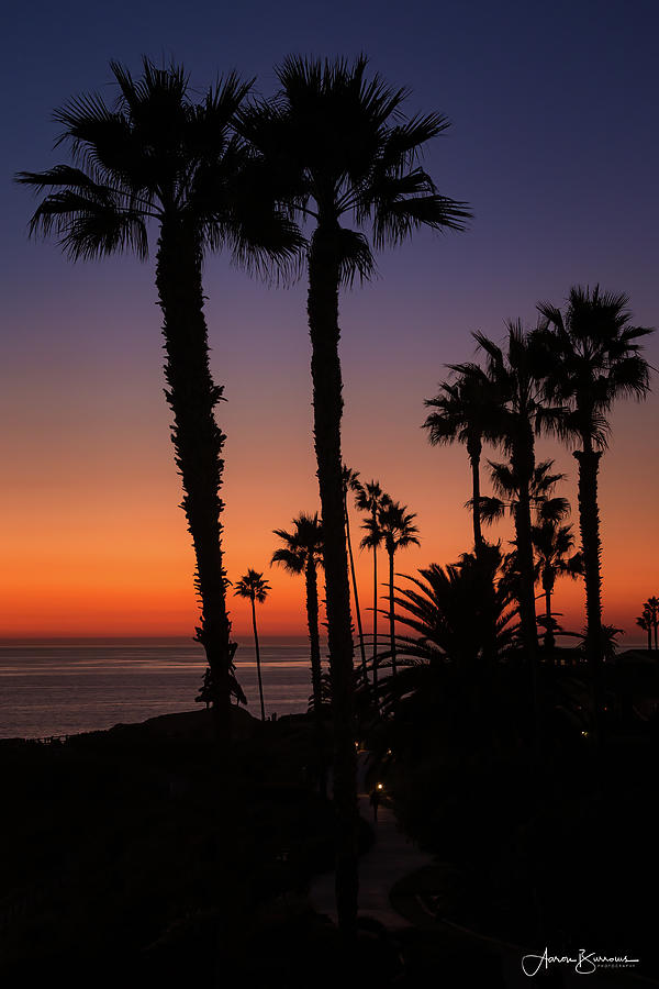 Silhouette Palms Photograph by Aaron Burrows