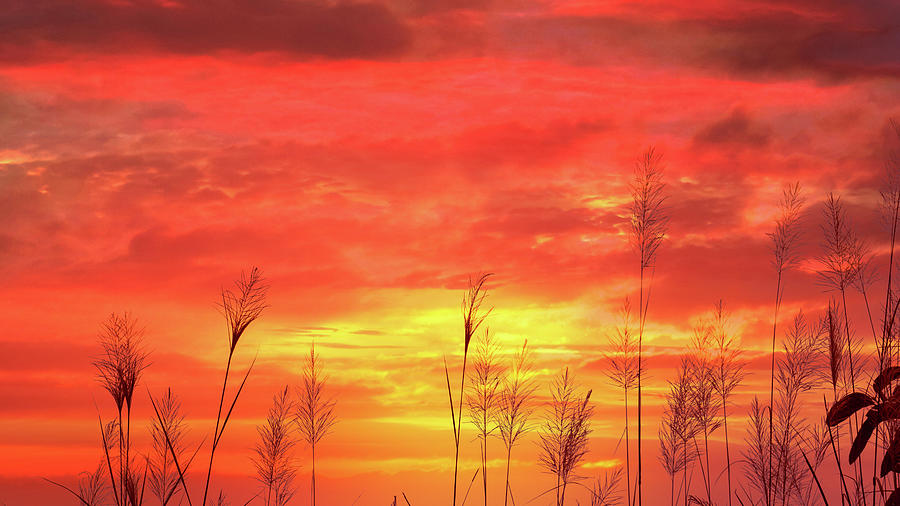 Silhouette Scenery Of Grass Flowers With Background Of Sunset Sk