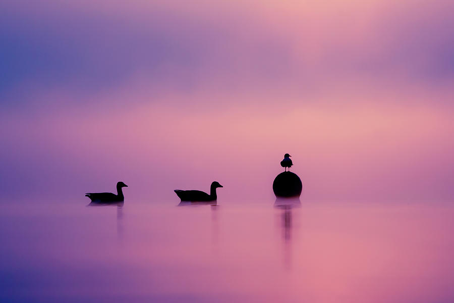 Bird Photograph - Silhouette Series - Empty Spaces by Roeselien Raimond