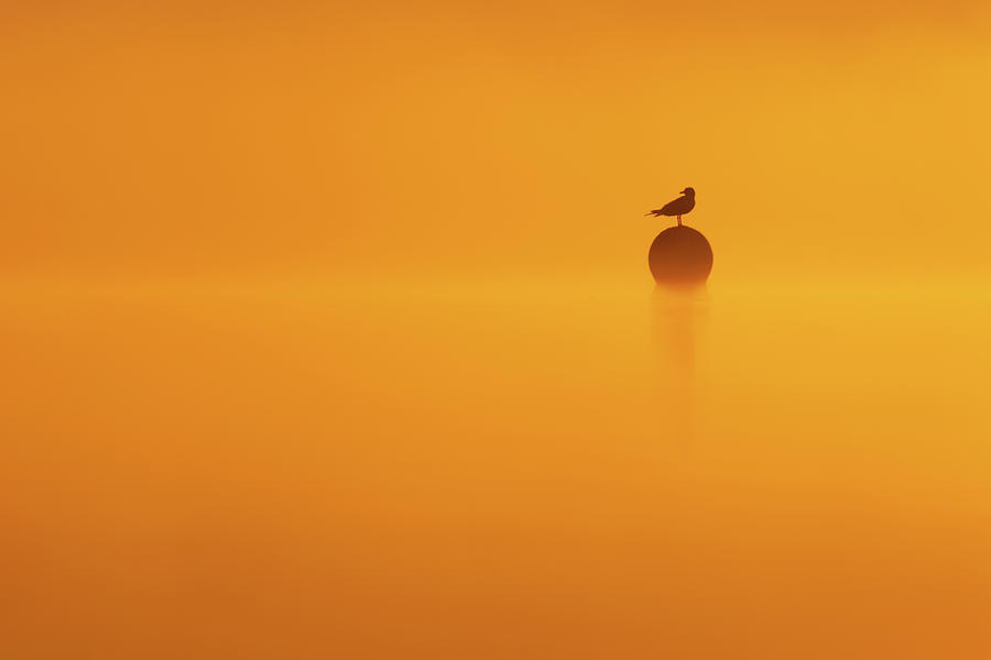 Bird Photograph - Silhouette Series - The Lightness of Being by Roeselien Raimond