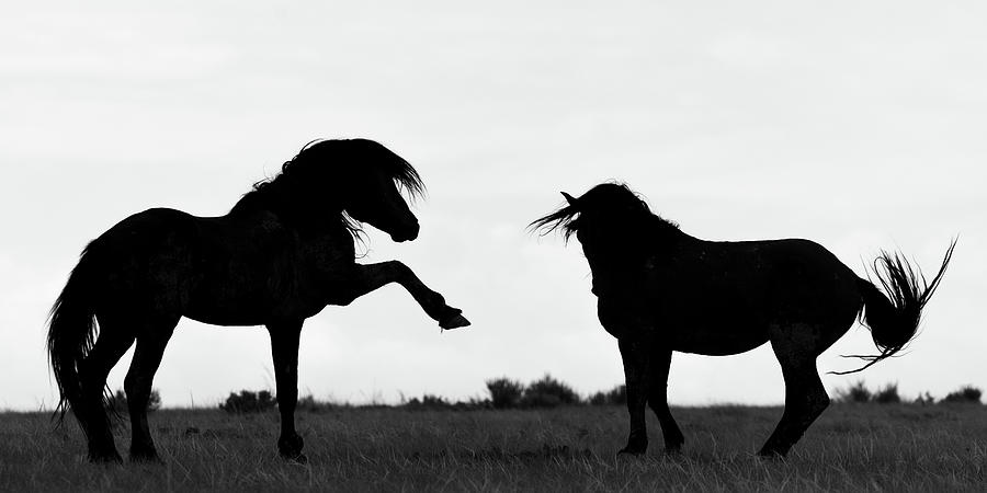 Silhouette Stallions Photograph by Mary Hone