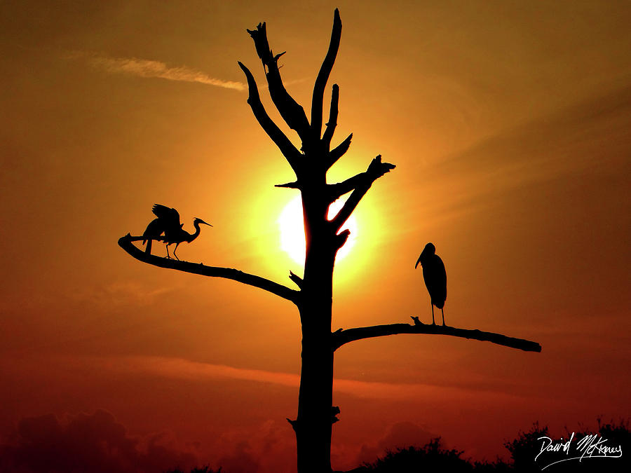 Bird Photograph - Silhouette Sunset by David McKinney