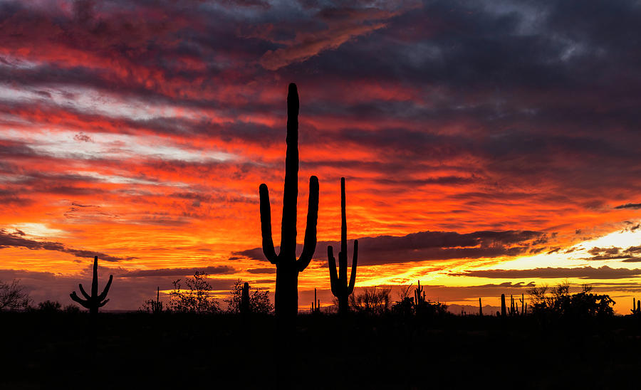 Silhouette Sunset Skies Of The Sonoran  Photograph by Saija Lehtonen