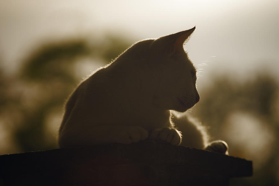 Silhouette Thai Cat Sitting On Pillar With Sunset Light Photograph by IttoIlmatar