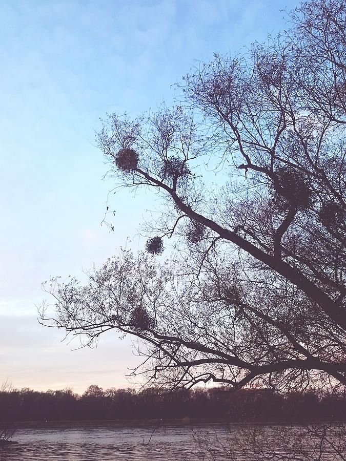 Silhouette Tree By Lake Against Sky Photograph by Roman Pretot / EyeEm Silhouette Tree By Lake Against Sky Photograph by Roman Pretot / EyeEm