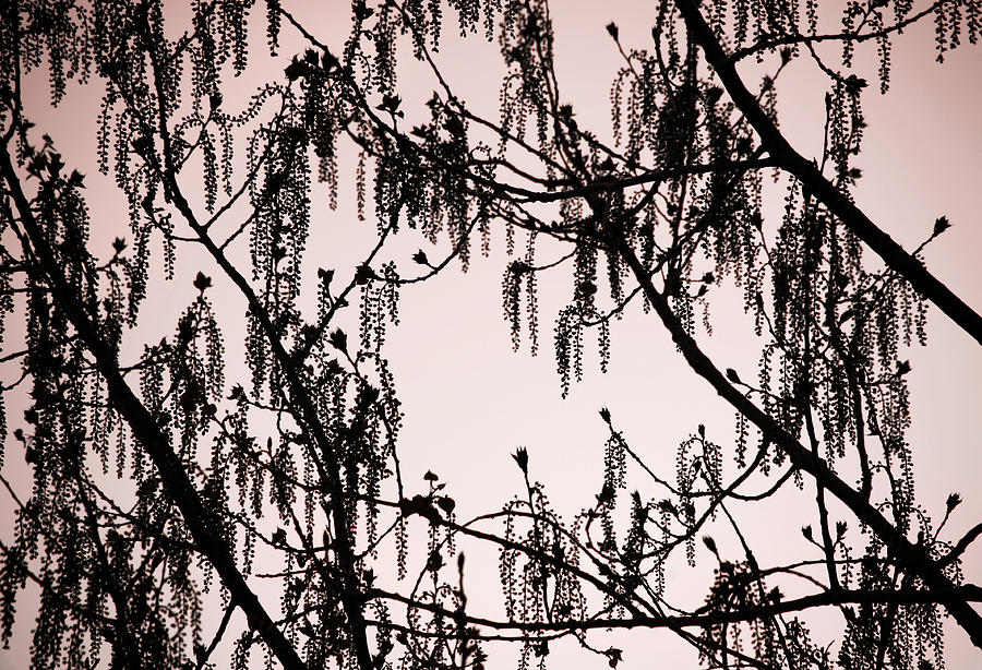 Silhouette Tree Seedlings Photograph by Marilyn Hunt