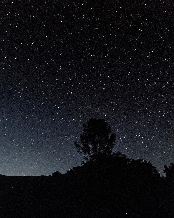 Silhouette Trees Against Star Field Photograph by Jesse Coleman / EyeEm Silhouette Trees Against Star Field Photograph by Jesse Coleman / EyeEm
