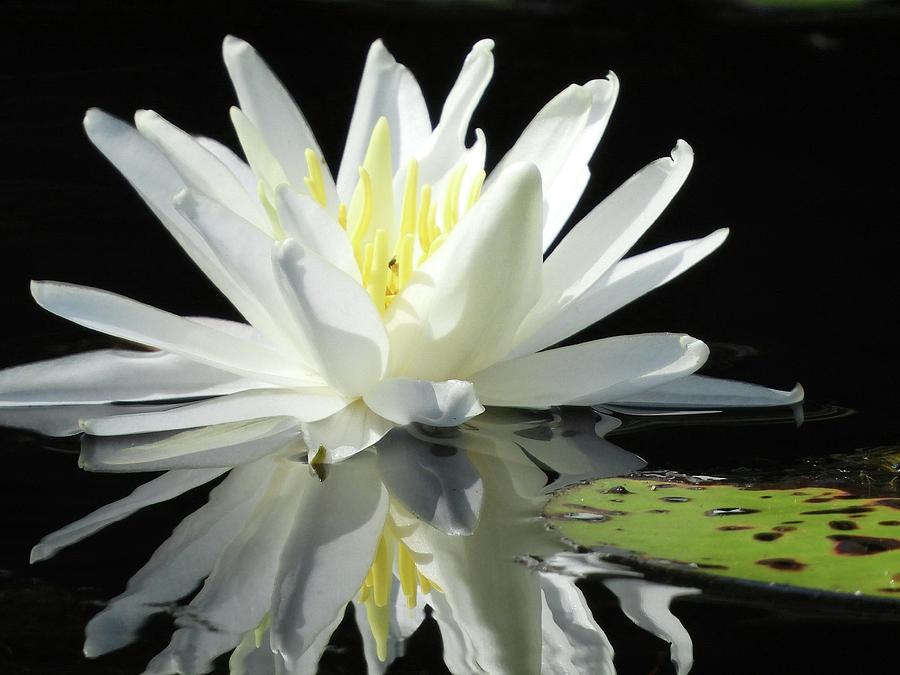 Silhouette - White Waterlily Photograph by Robert Sharpe Silhouette - White Waterlily Photograph by Robert Sharpe