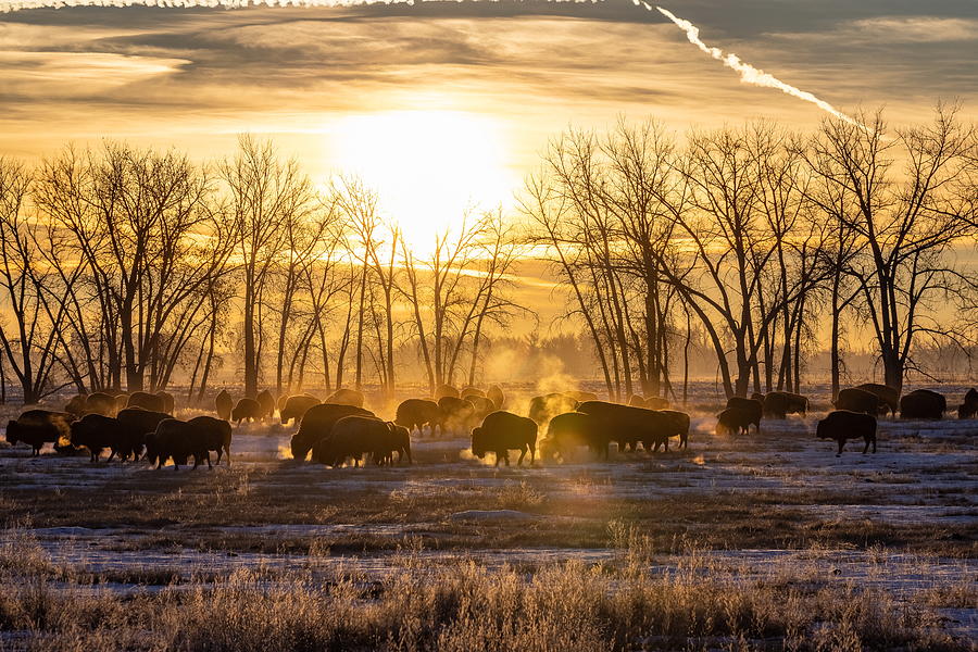 Silhouetted Bison Grazing at Sunrise Photograph by Tony Hake