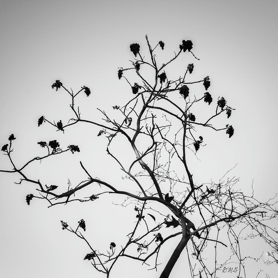 Silhouetted Branches BW Photograph by David Gordon