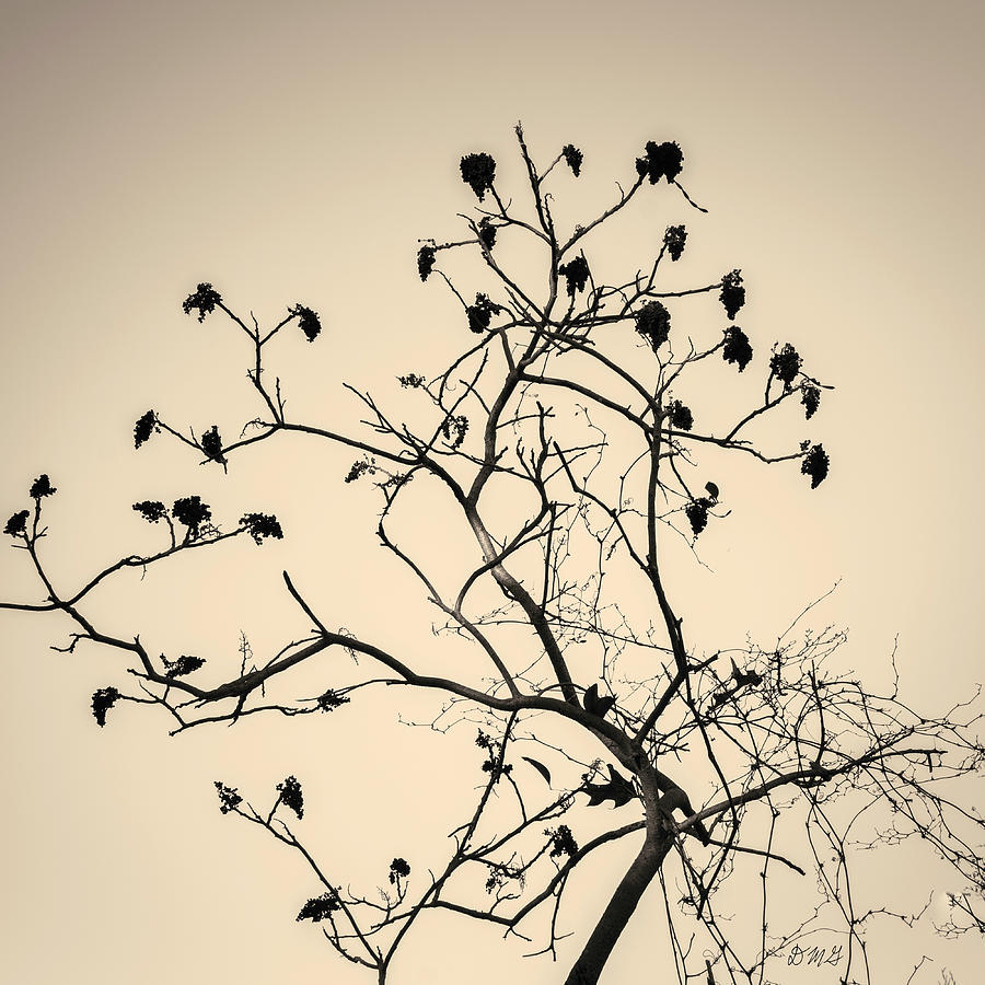 Silhouetted Branches Toned Photograph by David Gordon
