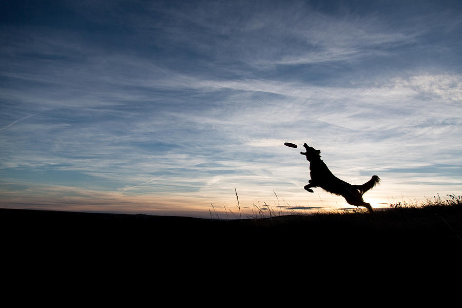 Silhouetted Dog Catching a Frisbee Photograph by Paws on the Run Photography