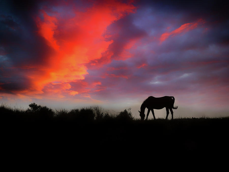 Silhouetted horse grazing below a magnificent sunset in the Frigilian Campo, Countryside, in the pr Photograph by Panoramic Images