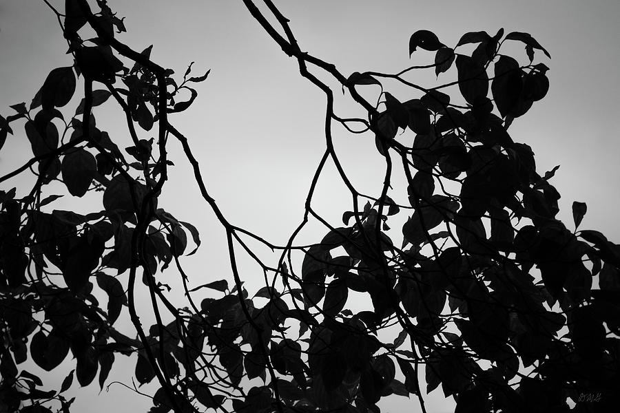 Silhouetted Leaves I BW Photograph by David Gordon